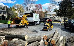 Best Tree Disease Treatment  in Coon Rapids, MN