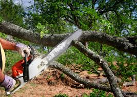 Best Tree Removal  in Coon Rapids, MN